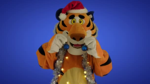 Tygrys w czerwonym kapeluszu i świecidełka posiada małe niebieskie świąteczne ozdoby kulek w jego łapach i tańce na niebieskim tle gradientowym. Symbol Nowego Roku 2022. Koncepcja rabatów świątecznych — Wideo stockowe