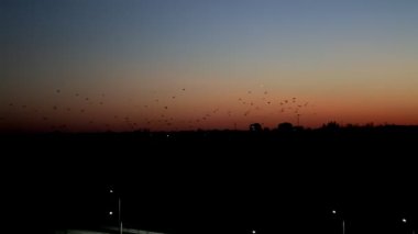 Akşam günbatımının ve şehrin arka planında bir kuş sürüsünün siyah siluetleri. Turuncu gökyüzü, metin için alanı kopyala
