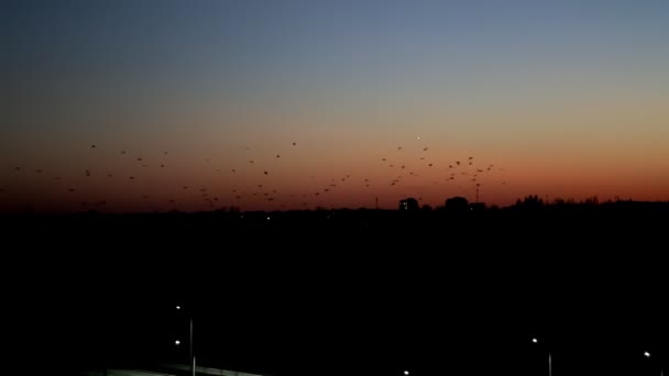 Svarta silhuetter av en flock fåglar på bakgrunden av kvällssolnedgången och staden. Orange himmel, kopiera utrymme för text — Stockvideo