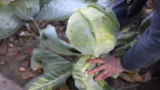 Egy nő levágja a káposztát a kertből. Növekvő természetes zöldségek az országban, mezőgazdaság, közelkép — Stock videók
