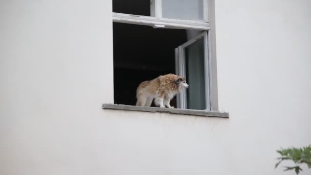 En tamhund sitter i fönstret i ett hus och tittar ut på gatan och väntar på sin ägare, närbild — Stockvideo