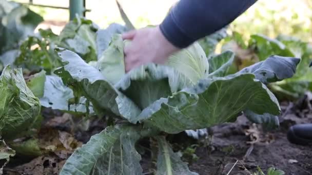 Eine Frau schneidet einen Kohlkopf aus dem Garten. Anbau von Naturgemüse auf dem Land, Landwirtschaft, Nahaufnahme — Stockvideo