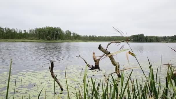 La madera a la deriva sobresale del agua en el lago sobre el fondo del bosque en verano. Hermosa naturaleza, espacio de copia para texto — Vídeos de Stock
