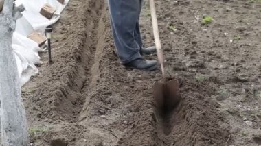 Bir adam manüel bir tepe ile toprağı kazıyor. Çiftçilik, baharda bitki ekme, kayıplar.