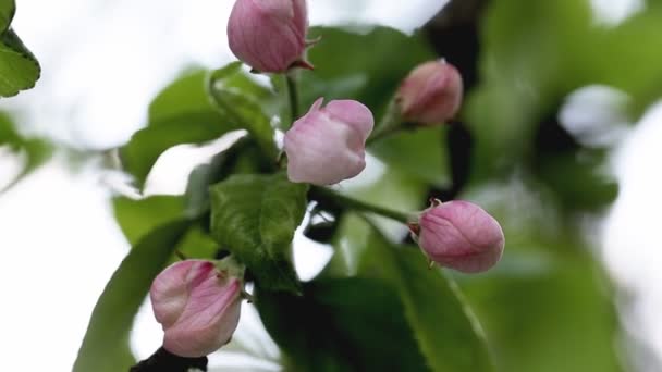 Цветущие цветы на фруктовом дереве яблоня весной, макрос — стоковое видео