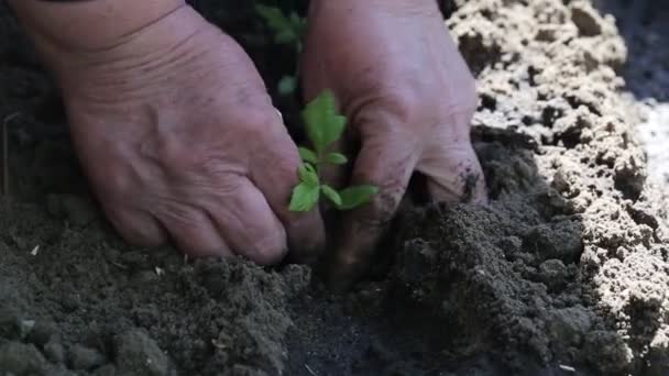 Plantera tomatplantor på öppen mark på våren. Jordbruk och jordbruk koncept, plantering av grönsaker i landet, närbild — Stockvideo