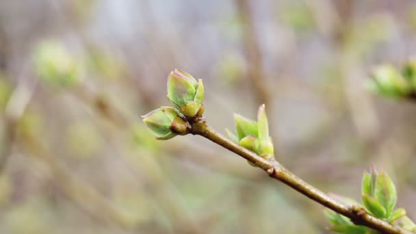 Schöne grüne Knospen blühen im Frühling an den Bäumen, Makro. Draußen — Stockvideo