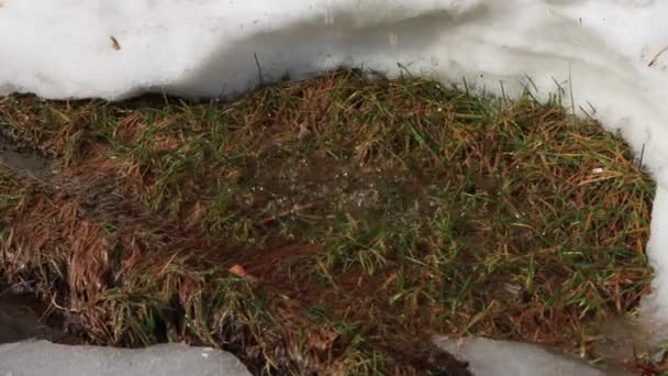 Drops of water drip into a puddle with green grass against the background of melted snow. The beginning of spring, close-up — Stock Video