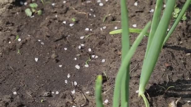 春の庭のネギと地面の花びら。農業 — ストック動画