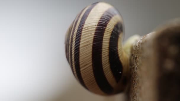 Ślimak winogronowy w paski, makro. Skopiuj miejsce na tekst. Fauna — Wideo stockowe