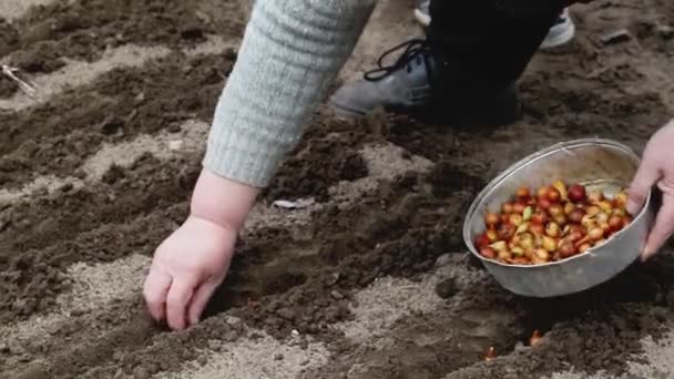 Φυτεύω κρεμμύδια στον κήπο την άνοιξη. Γεωργία, κοντινό πλάνο — Αρχείο Βίντεο