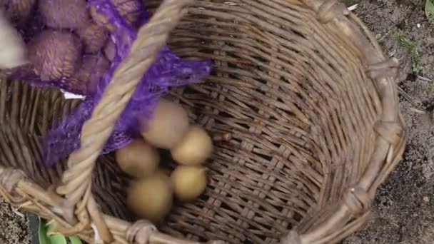 Вливание картошки в корзину для посадки в землю весной крупным планом — стоковое видео