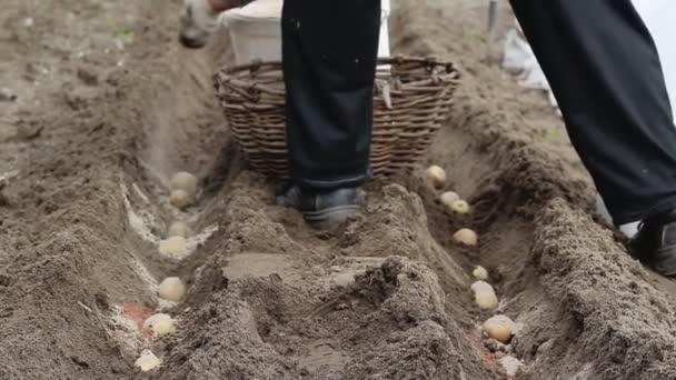 Vysazování brambor na zahradě a posypávání hnojivy. Zemědělství a zemědělství. Jaro — Stock video