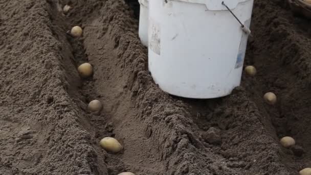 Kartoffeln im Garten pflanzen und mit Dünger bestreuen. Landwirtschaft und Landwirtschaft. Frühling — Stockvideo