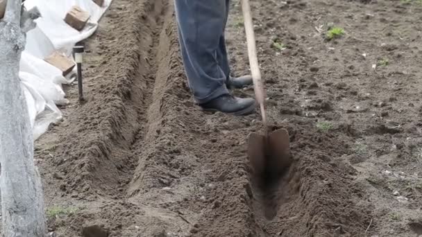 Ein Mann macht mit einem Handhügel Furchen im Boden. Ackerbau, Pflanzungen im Frühjahr, Verluste — Stockvideo