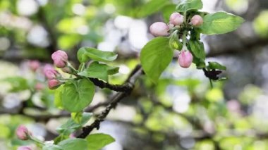 İlkbaharda meyve ağacında açan çiçekler, makro