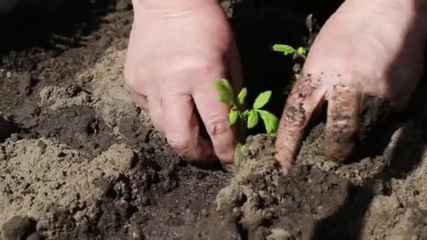 Plantera tomatplantor på öppen mark på våren. Jordbruk och jordbruk koncept, plantering av grönsaker i landet, närbild — Stockvideo