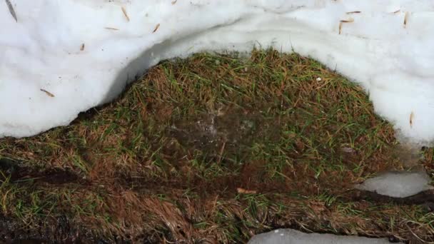 Sneeuw smelt na de winter in het voorjaar. Water druipt in een plas, groen gras — Stockvideo