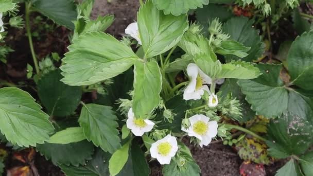 Blooming strawberry plant, yield and many flowers. Agriculture — Stock Video