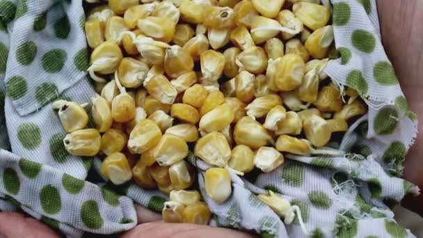 Semillas de maíz germinadas en la palma de una persona. Agricultura, macro — Vídeos de Stock