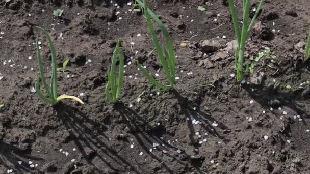 Frühlingszwiebeln im Garten und Blütenblätter auf dem Boden. Landwirtschaft — Stockvideo