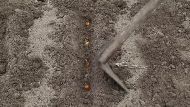 Весняна посадка цибулі в землю. Сільське господарство в саду, фон — стокове відео