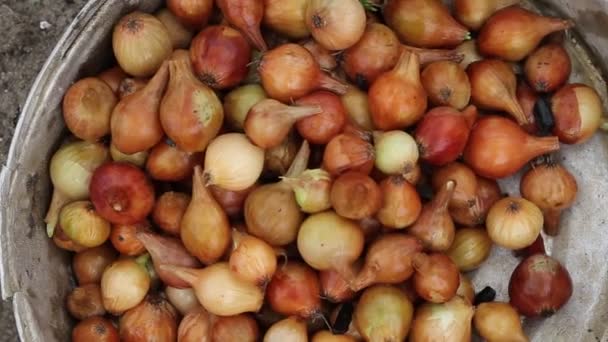 A lot of onions prepared for planting in the ground in the spring. Agriculture, close-up — Stock Video