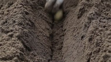 Baharda bahçedeki bir oluğa patates ekiyorum. Tarım, yakın plan