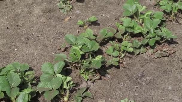 Erdbeerpflanzen im Garten düngen — Stockvideo