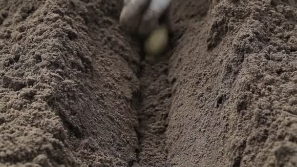 Посадка картоплі в борозенці навесні в саду. Сільське господарство, крупним планом — стокове відео