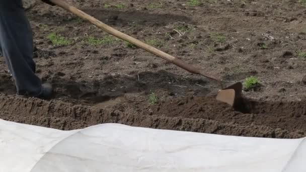 A man makes furrows in the ground with a manual hiller. Farming, planting plants in spring, lose-up — Stock Video