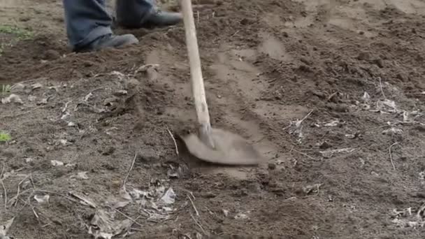 Een man gooit de aarde met een schop in de tuin. Landbouw, close-up — Stockvideo