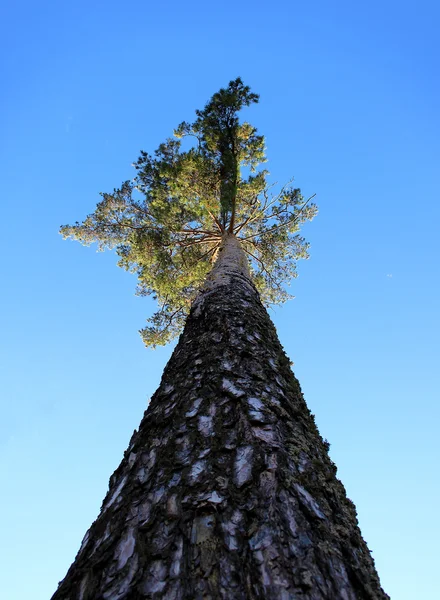 Coroa de um pinheiro e céu . — Fotografia de Stock