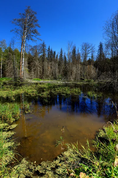 Bog landscape in the wood. — Stock Photo, Image