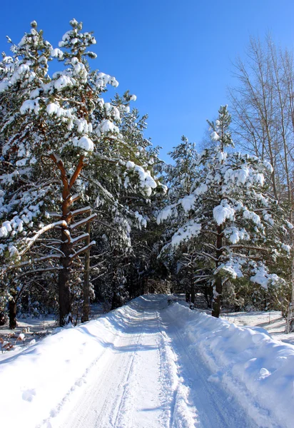木材における冬の道路の風景. — ストック写真