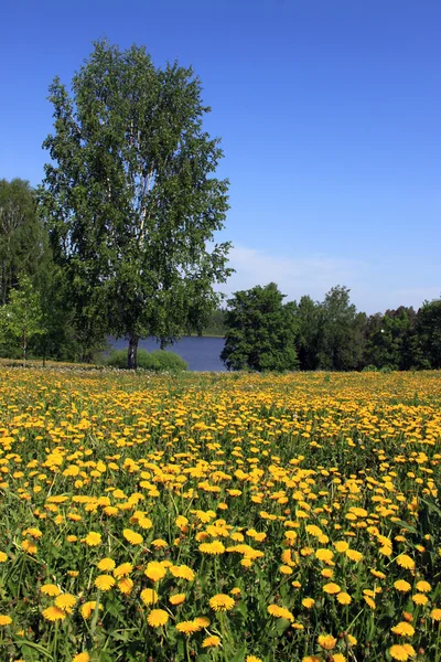 Summer landscape at the lake. — Stock Photo, Image