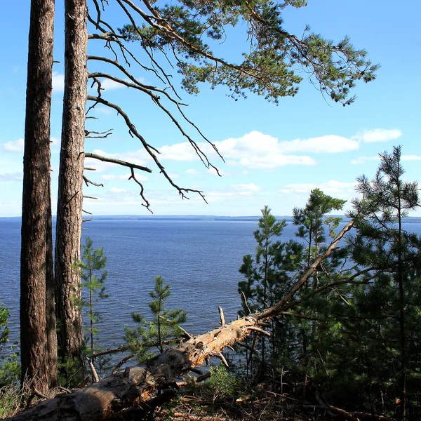 Summer landscape with trees ashore. — Stock Photo, Image