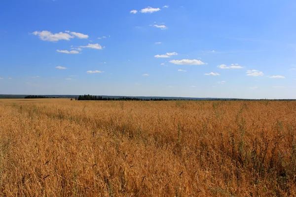 Paisagem de campo com cereais e o céu . — Fotografia de Stock