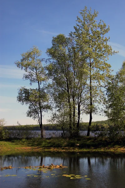 Zomer landschap met bomen aan de wal. — Stockfoto