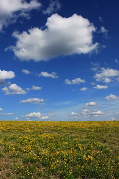 開花フィールドと雲と空の夏の風景. — ストック写真