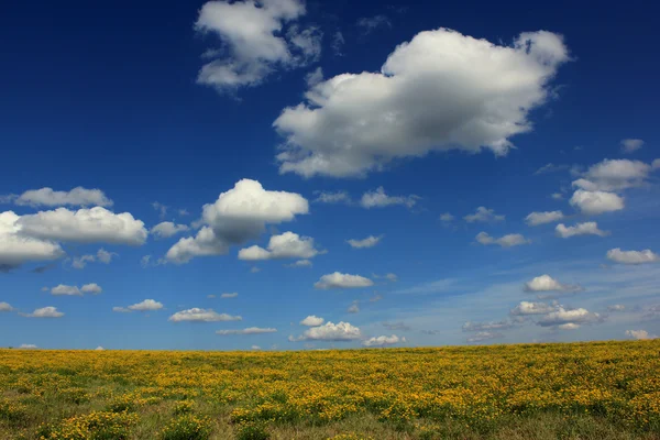 開花フィールドと雲と空の夏の風景. — ストック写真