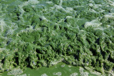 arka planı yeşil köpük.