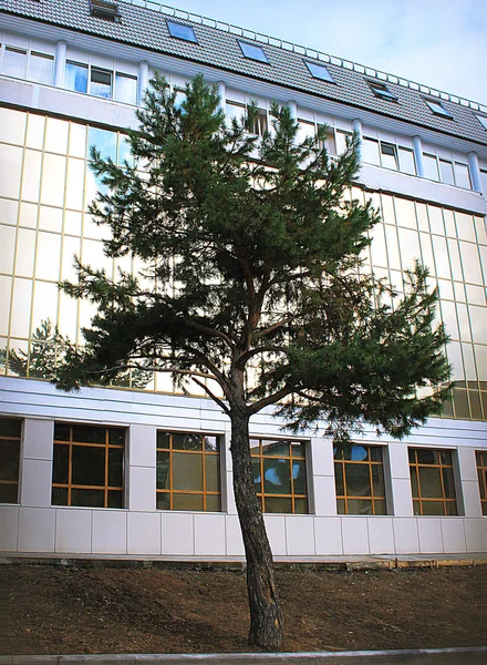 Pine against a building. Landscaping.