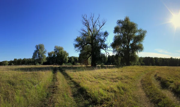 フィールドの道路や木の夏の風景. — ストック写真