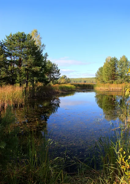 Summer landscape of the river bank. — Stock Photo, Image