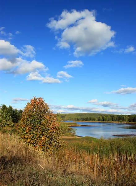 Summer landscape of the river bank. — Stock Photo, Image