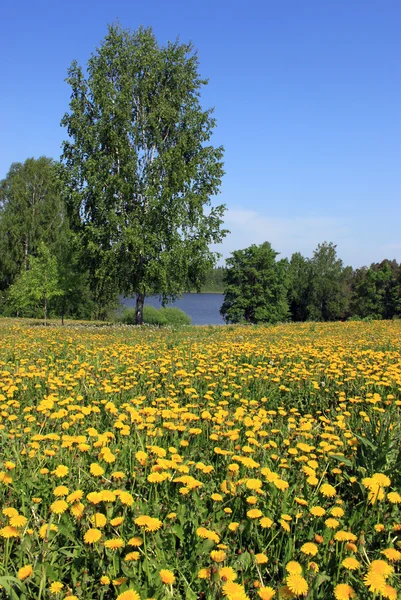 Krajobraz lato nad jeziorem. — Zdjęcie stockowe