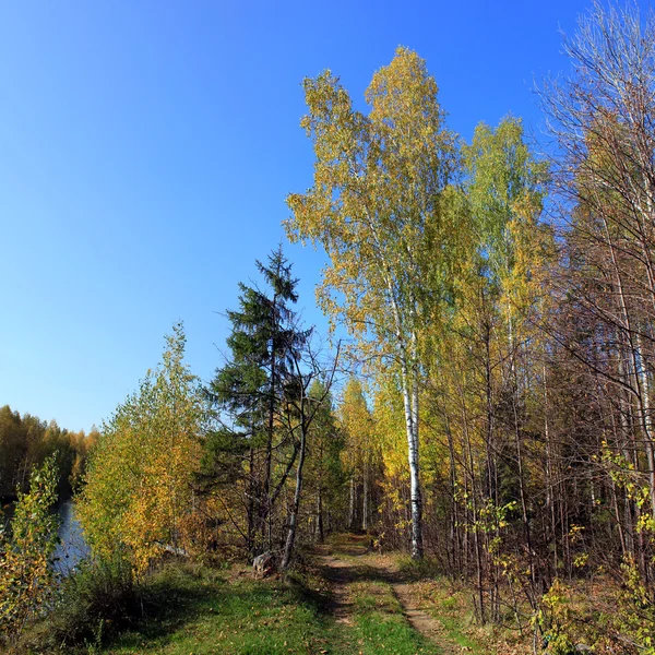 Herfst landschap van de weg gaat op het hout. Stockfoto