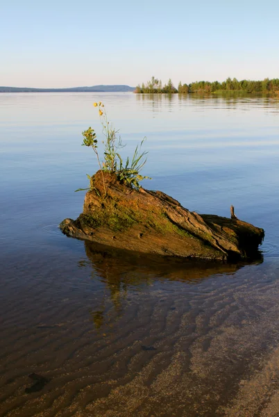 Flowers on an old tree in water. — Stock Photo, Image