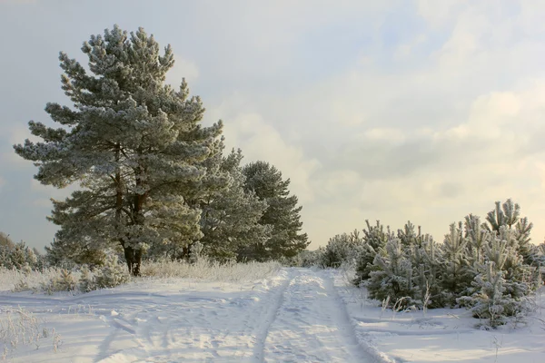 Landschaft des Winterweges im Wald. — Stockfoto